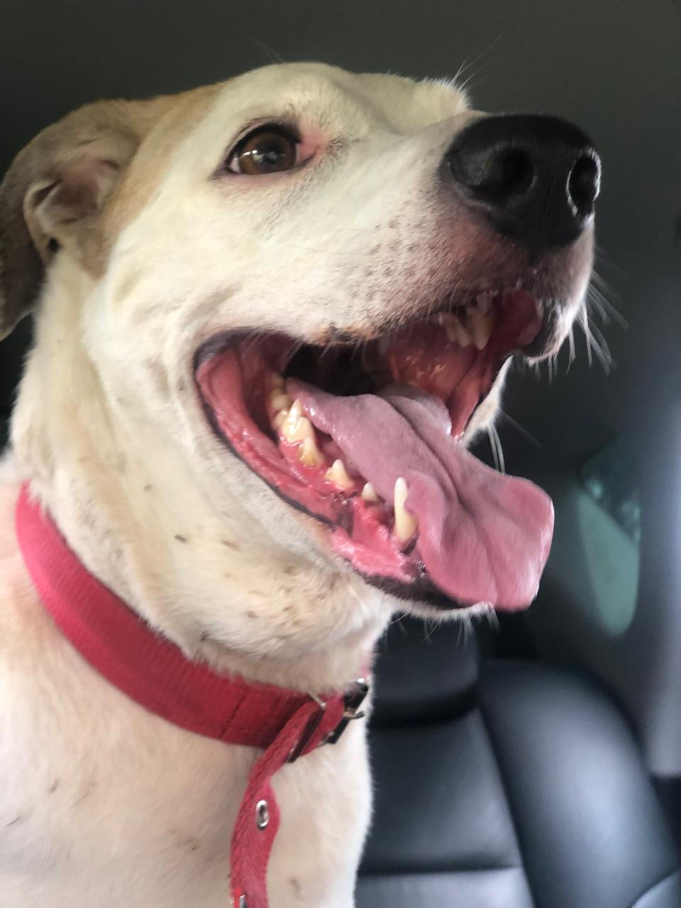 Cão feliz passeando de carro