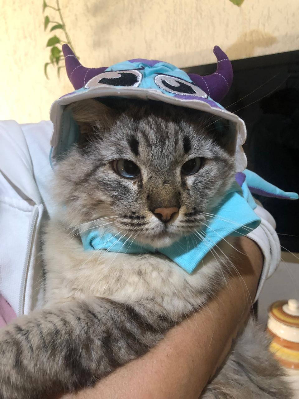 Gato cinza resgatado com fantasia